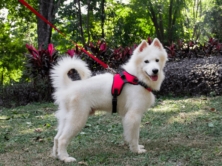 Dog Harness Collar