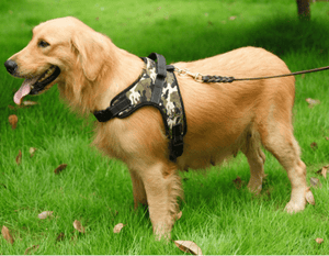 Dog Harness Collar