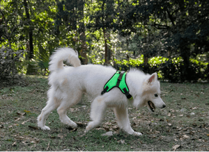 Dog Harness Collar