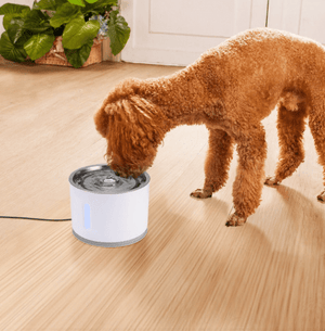 Pet Water Fountain