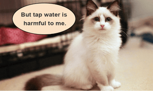 Pet Water Fountain